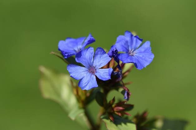 Nature, Plants, Plumbago