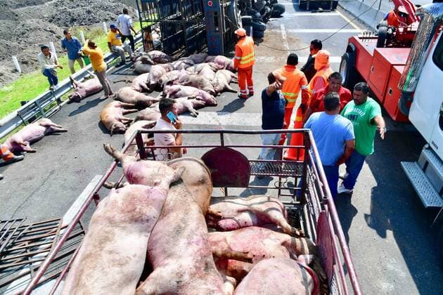 Mexico, pig transporter crashed near Zumpango