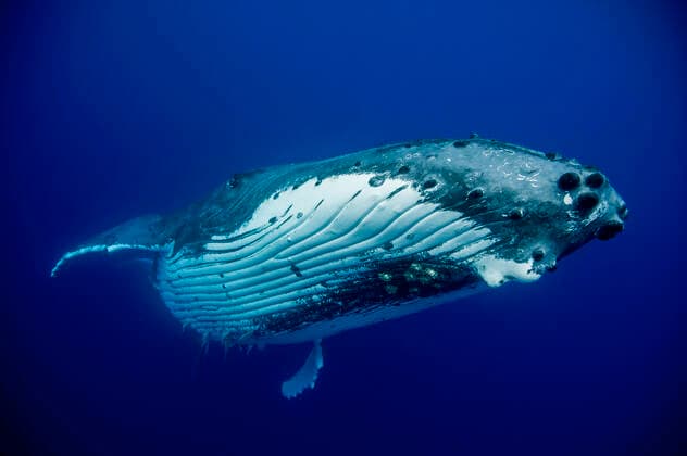 Calendar motifs: Whales