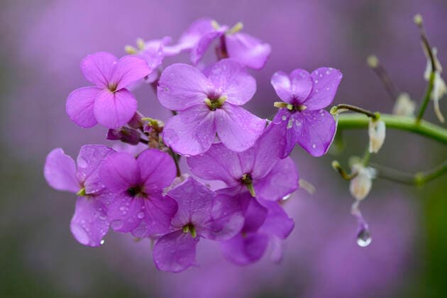 plants, night violet