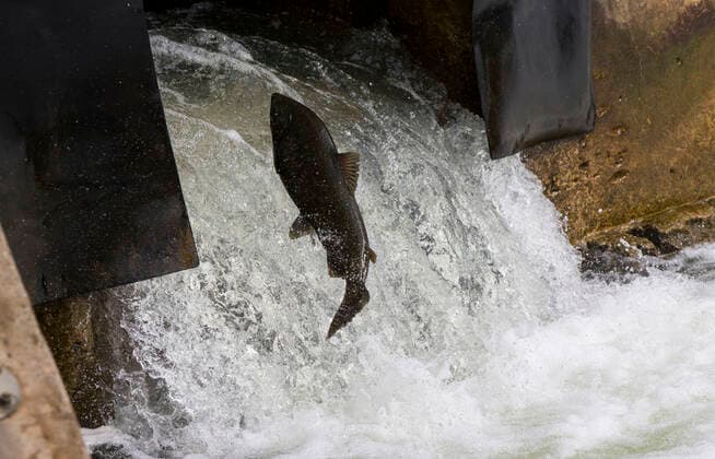 Canada, fish migration in Port Hope