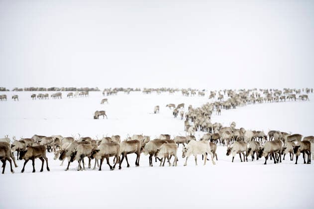 IMAGO Nature: Our Earth, Animals, species conservation, endangered species