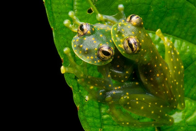 IMAGO Nature: Our Earth, Animals, spotted species