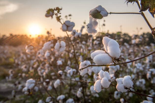 IMAGO Nature: Our Earth, environmental problems, climate change, cotton