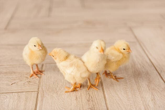 IMAGO Creative, Easter