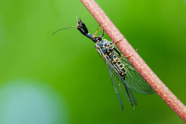 The camel neck fly is the insect of the year 2022