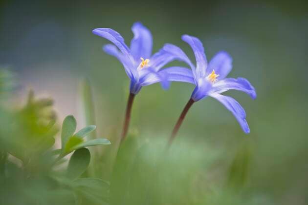 Nature, Plants, Star hyacinth