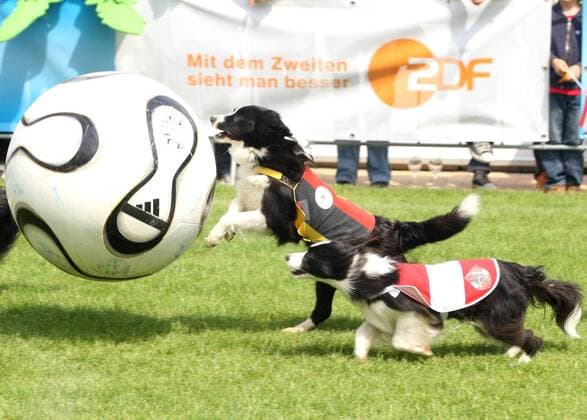 Hunde mit österreichischen und deutschen Trikots tollen um einen Ball herum Tiersport EM Hundefußball Euro 2008, Hund, Hunde, Fußball, Sendung, Fernsehsendung, ZDF Fernsehgarten Gruppe Tiersport EM Hundefußball Euro 2008, Hund, Hunde, Fußball, Sendung, Fernsehsendung, ZDF Fernsehgarten Gruppe