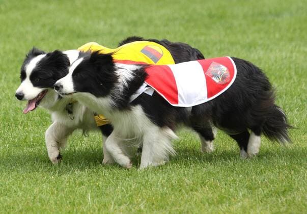Hunde mit österreichischen und deutschen Trikots Tiersport EM Hundefußball Euro 2008, Hund, Hunde, Fußball, Sendung, Fernsehsendung, ZDF Fernsehgarten Gruppe Tiersport EM Hundefußball Euro 2008, Hund, Hunde, Fußball, Sendung, Fernsehsendung, ZDF Fernsehgarten Gruppe