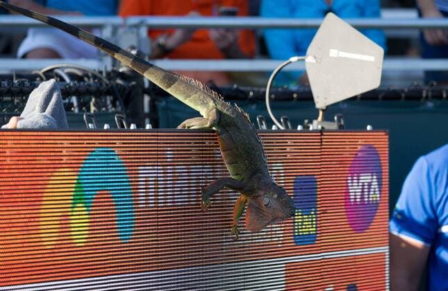 ATP-Turnier in Key Biscayne, Leguan verirrt sich ins Tennisstadion March 22, 2017: An Iguana jumps off the scoreboard of Court 1, causing a brief play interruption and commotion in the stands, during a match of Tommy Haas, of Germany, against Jiri Vesely, of Czech Republic, at the 2017 Miami Open presented by Itau professional tennis tournament, played at Crandon Park Tennis Center in Key Biscayne, Florida, USA. CSM Tennis 2017: Miami Open presented by ITAU MAR 22 - ZUMAc04_ 20170322_zaf_c04_007 Copyright: xMarioxHoubenx