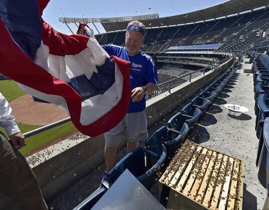 MLB, Bienenschwarm im Stadion der Kansas City Royals May 7, 2017 - Kansas City, MO, USA - Jeff Diekmann, a member of the Kansas City Royals tarp crew, who is also a bee keeper, helps remove a swarm of bees that decided the upper deck bunting in the stadium was a good place to land before a game against the Cleveland Indians on Sunday, May 7, 2017 at Kauffman Stadium in Kansas City, Mo. Cleveland Indians vs. Kansas City Royals - ZUMAm67_ 20170507_zaf_m67_019 Copyright: xJohnxSleezerx