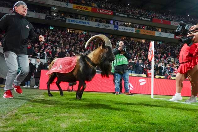 GER, 2 FBL, 1 FC Koeln vs SV Darmstadt 98 15 03 2025, Rheinenergie Stadion, Koeln, GER, 2 FBL, 1 FC Koeln vs SV Darmstadt 98, in the picture Hennes IX the mascot of 1 FC Koeln, runs in with Ingo Reipka looks after Hennes and always leads him into the stadium, nordphotoxGmbHx xMeuter nph00351