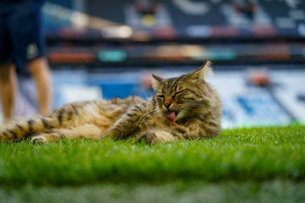 Turkey, Istanbul, Europe Football UEFA Europa League 2025 2026, Final, SC Freiburg vs Aston Villa, Tüpras Stadyumu, Cat on the pitch during SC Freiburgs final training session at Besiktas Istanbul stadium Curious and idyllic snapshot before the European Cup final, stadium atmosphere, grass sports, UEFA, football, media moment, animal on the pitch, preparation, final atmosphere, sports venue, Istanbul Final 2026 Copyright: xJOERANxSTEINSIEKx