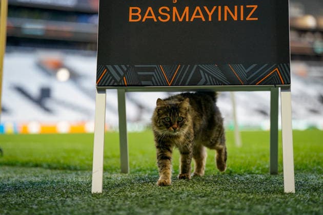 Turkey, Istanbul, Europe Football UEFA Europa League 2025 2026, Final, SC Freiburg vs Aston Villa, Tüpras Stadyumu, Cat on the pitch during SC Freiburgs final training session at Besiktas Istanbul stadium Curious and idyllic snapshot before the European Cup final, stadium atmosphere, grass sports, UEFA, football, media moment, animal on the pitch, preparation, final atmosphere, sports venue, Istanbul Final 2026 Copyright: xJOERANxSTEINSIEKx