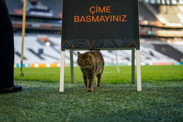 Turkey, Istanbul, Europe Football UEFA Europa League 2025 2026, Final, SC Freiburg vs Aston Villa, Tüpras Stadyumu, Cat on the pitch during SC Freiburgs final training session at Besiktas Istanbul stadium Curious and idyllic snapshot before the European Cup final, stadium atmosphere, grass sports, UEFA, football, media moment, animal on the pitch, preparation, final atmosphere, sports venue, Istanbul Final 2026 Copyright: xJOERANxSTEINSIEKx