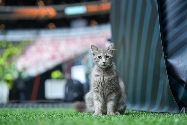 Cat in the stadium, stadium cat, Turkey, football, UEFA Europa League, final, 2025 2026, SC Freiburg vs Aston Villa, 20 05 2026, TüpraÅü Stadium, BesiktaÅü Park, Istanbul Istanbul TüpraÅü Stadium, BesiktaÅü Park Istanbul Turkey Copyright: xArnexAmbergx
