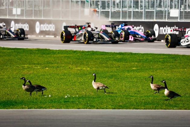 F1 - CANADIAN GRAND PRIX 2026 Geese goose birds BORTOLETO Gabriel (bra), Audi F1 Team R26, GASLY Pierre (fra), Alpine F1 Team A526, during the Formula 1 Grand Prix du Canada 2026, 5th round of the 2026 Formula One World Championship, WM, Weltmeisterschaft from May 22 to 24, 2026 on the Circuit Gilles Villeneuve, in Montrà al, Canada - Montrà alCanada Copyright: xFLORENTxGOODENx