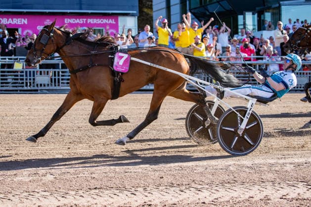 31 05 2026, Allegiant 7 with Örjan Kihlström wins the Elitloppet 2026 Trabrennbahn Mariendorf Allegiant, Örjan Kihlström, Elitloppet 2026, finish, finish, finish, victory Copyright c Marius Schwarz, photographer,Mobil 0049 0 176 28 311 040, Web www traberpixx de, e mail info@traberpixx de,NO MODEL RELEASE if the photo is used for purposes other than journalism, please contact us in advance Photo is subject to a fee
