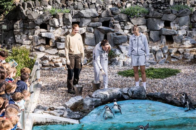 FC Cologne Zoo Day, September 1, 2026, Cologne, GERMANY SEPTEMBER 1 Laureta Elmazi (1, FC Cologne), 26, and Anna Lena Stolze (1, FC Cologne), 7, feed the penguins during FC Cologne Zoo Day on September 1, 2026, at the Cologne Zoo, Cologne Copyright: xBEAUTIFULxSPORTS Wunderlx