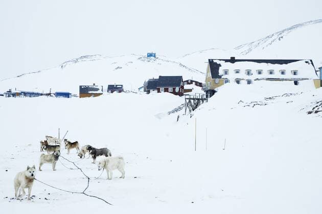 Groenlandhund, Grønlandshund (Canis lupus f. familiaris), Schlittenhund-Gespann nahe der Krankenstation einer Siedlung, Groenland, Ostgroenland, Tunu, Kalaallit Nunaat, Scoresbysund, Kangertittivag, Ittoqqortoormiit Greenland Dog (Canis lupus f. familiaris), team of sledge dogs close to the hospital ward of a settlement, Greenland, Ostgroenland, Tunu, Kalaallit Nunaat, Scoresbysund, Kangertittivag, Ittoqqortoormiit BLWS222758
