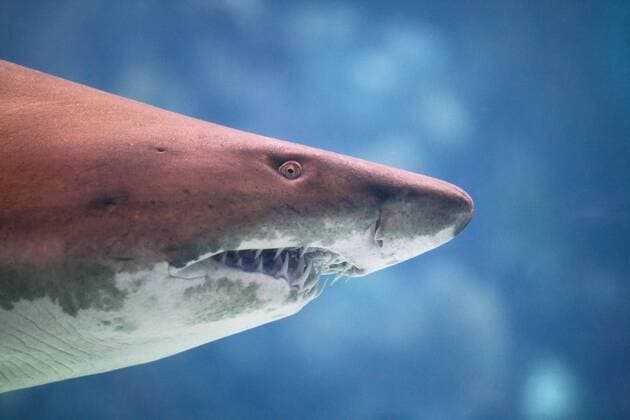 Sandtigerhai, Sandtiger-Hai, Sandtiger, Sand-Tiger, Sand-Tigerhai, Sandtigerhai, Grauer Sandhai, Sandhai, Sand-Hai, Schnauzenhai, Schnauzen-Hai (Eugomphodus taurus, Carcharias taurus, Carcharias arenarius, Odontaspis taurus), Portraet Sand shark, Sand tiger shark, Sandtiger shark, Gray nurse shark (Eugomphodus taurus, Carcharias taurus, Carcharias arenarius, Odontaspis taurus), portrait BLWS354211