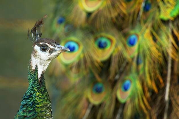 Pfau, Blauer Pfau, Blaupfau, Blau-Pfau (Pavo cristatus), Pfauenhenne vor farbenpraechtigen Schwanzfedern, Portraet, Deutschland, Nordrhein-Westfalen Common peafowl, Indian peafowl, blue peafowl (Pavo cristatus), peahen in front of gorgeous tail feather, portrait, Germany, North Rhine-Westphalia BLWS378564