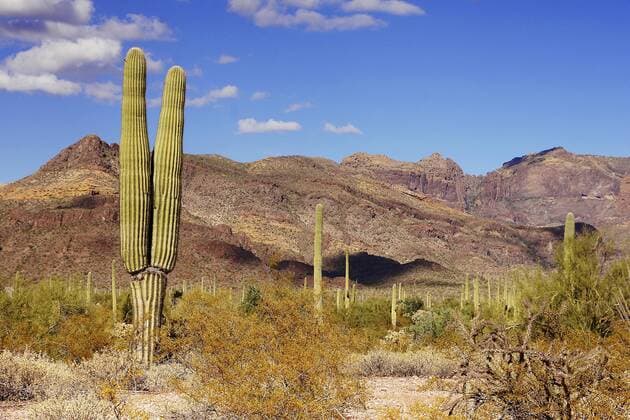 Saguaro-Kaktus, Saguarokaktus, Riesenkaktus, Kandelaberkaktus (Carnegiea gigantea, Cereus giganteus), in Wuestenlandschaft, USA, New Mexico, Organ Pipe Cactus National Monument saguaro cactus (Carnegiea gigantea, Cereus giganteus), in desert landscape, USA, New Mexico, Organ Pipe Cactus National Monument BLWS382568