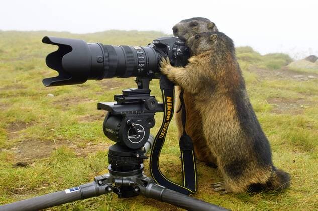 Alpenmurmeltier, Alpen-Murmeltier (Marmota marmota), zwei Tiere beschaeftigen sich mit einer auf einer Bergwiese stehenden Kamera, Oesterreich, Kaernten, Nationalpark Hohe Tauern, Heiligenblut alpine marmot (Marmota marmota), two animals occupied with a camera standing in an alpine pasture, Austria, Kaernten, Nationalpark Hohe Tauern, Heiligenblut BLWS281933