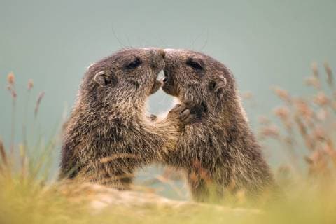 Alpenmurmeltier, Alpen-Murmeltier (Marmota marmota), zwei balgende Jungtiere, Oesterreich, Kaernten, Hohe Tauern Nationalpark, Grossglockner alpine marmot (Marmota marmota), two romping young animals, Austria, Kaernten, Hohe Tauern National Park, Grossglockner BLWS414504 Copyright: xblickwinkel R.xKaminskix