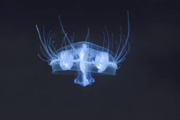 Suesswasserqualle, Suesswasser-Qualle, Suesswassermeduse, Suesswasser-Meduse (Craspedacusta sowerbii, Craspedacusta sowerbyi, Craspedacusta sowerbyii, Microhydra sowerbyi), schwebt im Wasser freshwater jellyfish (Craspedacusta sowerbii, Craspedacusta sowerbyi, Craspedacusta sowerbyii, Microhydra sowerbyi), floates in water BLWS429222 Copyright: xblickwinkel H.xBellmann F.xHeckerx