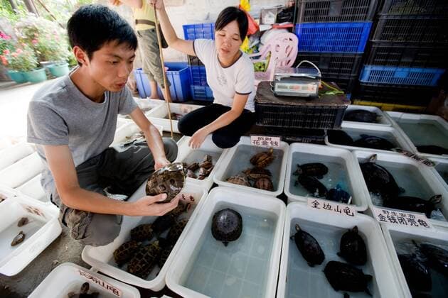Oct 04, 2009 - Guangzhou, Guandong, China - Animal rights activist Feng Minghe and Head of South China Nature Society, records the number of endangered Turtles traded at Huadiwan Market. There are 300 million Turtles sold each year in china, worth an estimated 750 Million (USD).Traditional Chinese Medicine (TCM) is a health care system that treats patients with plant, animal, and mineral remedies. With over 2,000 years, TCM has acquired a list in excess of 1,500 animals, many of which are endangered. - ZUMAth1_