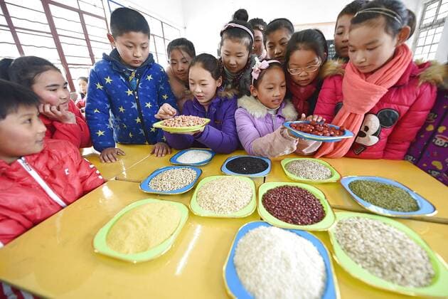 January 4, 2017 - Lianyungang, Lianyungang, China - Lianyungang, CHINA-January 4 2017: (EDITORIAL USE ONLY. CHINA OUT)..Pupils learn to recognize five kinds of cereals under the guidance of teacher at a primary school in Donghai County, Lianyungang City,east China s Jiangsu Province, January 4th, 2017, celebrating the Laba Rice Porridge Festival which falls on January 5th this year. The Laba Rice Porridge Festival is a traditional Chinese festival falls on the 8th day of the 12th month of lunar calendar. It s customary on this day to drink the special porridge, usually stewed of at least eight ingredients. With rice as the main ingredient, this porridge may well contain ingredients like broad beans, red beans, mung beans, red dates, peanuts, chest nuts, both tasty and nutritious. Lianyungang China - ZUMAs145 20170104_zaa_s145_203