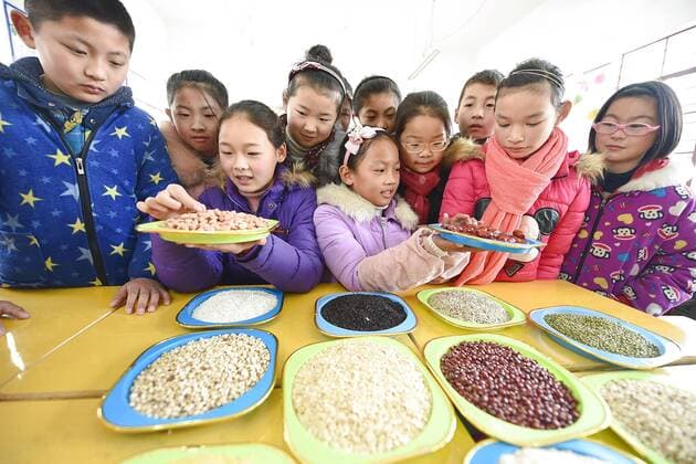 January 4, 2017 - Lianyungang, Lianyungang, China - Lianyungang, CHINA-January 4 2017: (EDITORIAL USE ONLY. CHINA OUT)..Pupils learn to recognize five kinds of cereals under the guidance of teacher at a primary school in Donghai County, Lianyungang City,east China s Jiangsu Province, January 4th, 2017, celebrating the Laba Rice Porridge Festival which falls on January 5th this year. The Laba Rice Porridge Festival is a traditional Chinese festival falls on the 8th day of the 12th month of lunar calendar. It s customary on this day to drink the special porridge, usually stewed of at least eight ingredients. With rice as the main ingredient, this porridge may well contain ingredients like broad beans, red beans, mung beans, red dates, peanuts, chest nuts, both tasty and nutritious. Lianyungang China - ZUMAs145 20170104_zaa_s145_204