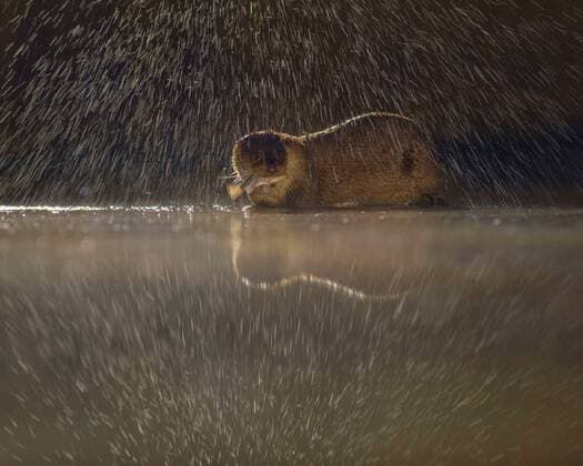 IMAGO Creative: Reflexionen - Natur Europaeischer Fischotter, Eurasischer Fischotter, Fischotter (Lutra lutra), schuettelt sich im Flachwasser, Ungarn, Kiskunsag Nationalpark European river otter, European Otter, Eurasian Otter (Lutra lutra), shaking water off against the light, Hungary, Kiskunsag National Park BLWS448410 Copyright: xblickwinkel B.xZollerx