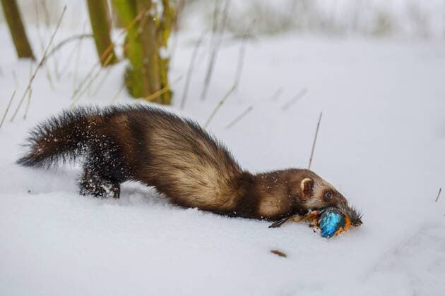 Europaeischer Iltis, Waldiltis, Wald-Iltis (Mustela putorius), laeuft mit einem toten Eisvogel im Maul im Schnee, Deutschland, Bayern, Niederbayern European polecat (Mustela putorius), walking with a dead kingfisher in the mouth in the snow, Germany, Bavaria, Niederbayern, Lower Bavaria BLWS460600 Copyright: xblickwinkel R.xSturmx
