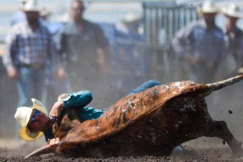 July 28, 2018 - Bonnyville, Alberta, Canada - Steer wrestler, Matt Richardson from Olds, AB, in action during the second day of Bonnyville Pro Rodeo..On Saturday, July 28, 2018, in Bonnyville, Alberta, Canada. Bonnyville Canada - ZUMAn230 20180728_zaa_n230_622 Copyright: xArturxWidakx