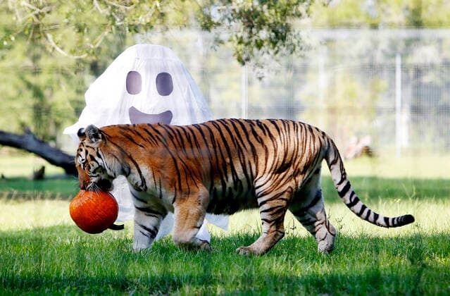October 23, 2019, Tampa, Florida, USA: Kali, a 19-year-old female tiger enjoys playing with a pumpkin to snack on inside of the vacation rotation enclosure at Big Cat Rescue, a non-profit educational sanctuary in Tampa, Florida on Thursday, October 24, 2019. Big Cat Rescueo¢s exotic cats enjoyed their annual pumpkins and other special Halloween-themed enrichment items to snack on. The sanctuary is geared towards rescuing and housing exotic cats, rehabilitating injured and orphaned native wild cats. The sanctuary is not a petting zoo. For more information about Big Cat Rescue, visit www.bigcatrescue.org or call 813-920-4130 Tampa USA - ZUMAs70_ 20191023_zan_s70_093 Copyright: xOctavioxJonesx