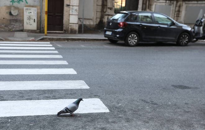 (200321) -- ROME, March 21, 2020 -- A pigeon walks on a street in Rome, Italy, March 20, 2020. Italy s Ministry of Health on Friday took the unprecedented step of closing all public parks, gardens and other open spaces, effective from Saturday. The coronavirus pandemic has claimed 4,032 lives in locked down Italy by Friday, with the number of cumulative cases reaching 47,021, according to new data released by the Civil Protection Department. ) ITALY-COVID-19-LOCKDOWN ChengxTingting