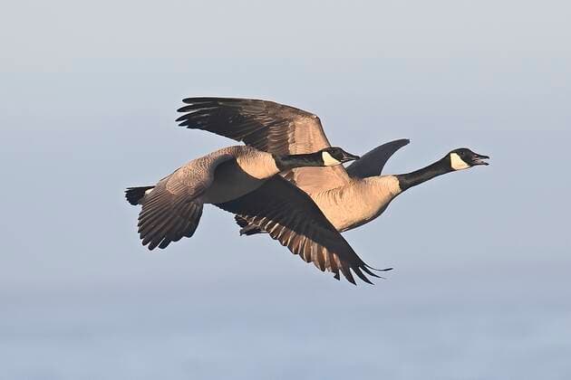 March 1, 2021, Monterey, California, US: Canada geese can fly 1,500 miles in just 24 hours, live for 24 years..Pairs mate for life..Because of changing.weather, human settlement, and, farming patterns,.many Canada geese have.begun to alter their migrations.and become permanent residents of.parks, golf courses, suburban.developments, and other human habitats year round. Monterey US - ZUMAm225 20210301_zap_m225_003 Copyright: xRoryxMerryx