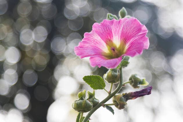 Stockrose, Stock-Rose, Stockmalve, Stock-Malve, Halsrose, Hals-Rose, Brandrose, Brand-Rose (Alcea rosea, Althaea rosea), Bluete mit Lichtreflexen, Deutschland, Mecklenburg-Vorpommern, Ruegen hollyhock (Alcea rosea, Althaea rosea), flower with light refections, Germany, Mecklenburg-Western Pomerania, Ruegen BLWS651297 Copyright: xblickwinkel A.xHeldx