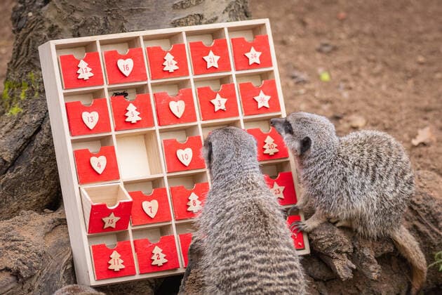 Entertainment Bilder des Tages Großbritannien, Erdmännchen im ZSL London Zoo bekommen einen Adventskalender Meerkats at ZSL London Zoo began counting down to Christmas this week - by tearing into a unique advent calendar, gifted by zookeepers. However, the mischievous mob ignored the festive tradition of opening a single door each day, with Frank, Dracula, Penelope, Meko and Timone choosing instead to tuck into all their treats at once. London Zoo keeper, Martin O?Sullivan, said: The meerkats had great fun starting the countdown to Christmas by foraging in their advent calendar for their favourite tasty crickets. It?s safe to say that patience isn?t a meerkat?s best quality, but who amongst us hasn?t opened a door or two a little early on their advent calendar over the years? When: 30 Nov 2021 Credit: ZSL London Zoo Cover I Copyright: xx 50945798 EDITORIAL USE ONLY. NOT FOR USE BY NEWSPAPERS BASED IN THE UK.