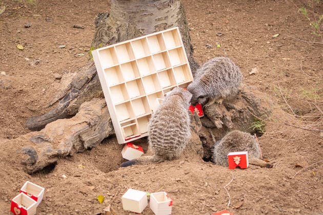 Großbritannien, Erdmännchen im ZSL London Zoo bekommen einen Adventskalender Meerkats at ZSL London Zoo began counting down to Christmas this week - by tearing into a unique advent calendar, gifted by zookeepers. However, the mischievous mob ignored the festive tradition of opening a single door each day, with Frank, Dracula, Penelope, Meko and Timone choosing instead to tuck into all their treats at once. London Zoo keeper, Martin O?Sullivan, said: The meerkats had great fun starting the countdown to Christmas by foraging in their advent calendar for their favourite tasty crickets. It?s safe to say that patience isn?t a meerkat?s best quality, but who amongst us hasn?t opened a door or two a little early on their advent calendar over the years? When: 30 Nov 2021 Credit: ZSL London Zoo Cover I Copyright: xx 50945800 EDITORIAL USE ONLY. NOT FOR USE BY NEWSPAPERS BASED IN THE UK.