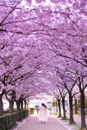 April 1, 2022, Vancouver, Vancouver, CANADA, Canada: VANCOUVER, CANADA - APRIL 1: People enjoy the sunny day under cherry trees on April 1, 2022 in Vancouver, Canada. .Cherry blossom trees are origin in Japan, which is very successful for colour palette ranging from soft white to delicate rose to deep and glorious pink, cherry blossoms have long been a symbol of springtime in Vancouver, Canada. Vancouver Canada - ZUMAp175 1010981901st Copyright: xClo LioxTomazx