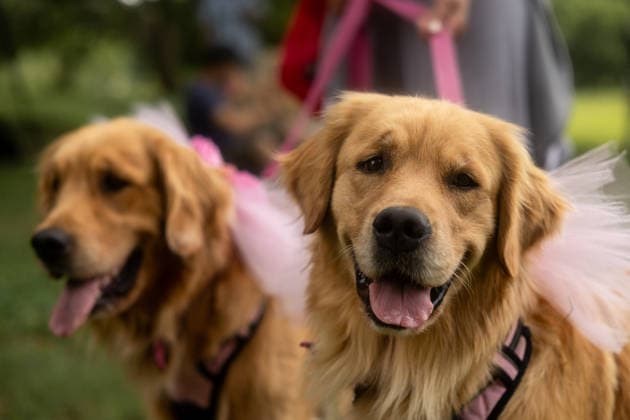 Golden Retrievers and owners gather for a world record in Buenos Aires BUENOS AIRES, ARGENTINA - DECEMBER 8: Two Golden Retrievers dressed as ballerinas take part in a gathering of hundreds of owners and their dogs who met this Monday holiday in an attempt to break the world record for the largest meeting of Goldens, in the Bosques de Palermo, in Buenos Aires, Argentina, on December 8, 2025. The event, organized by influencer Fausto Duperre, brought together more than 1,800 dogs along with their families, breeders, and fans of the breed. To date, the world record was held by Vancouver, Canada, with 1,685 dogs. Cristina Sille Anadolu Buenos Aires Argentina. Editorial use only. Please get in touch for any other usage. Copyright: x2025xAnadoluxCristinaxSillex