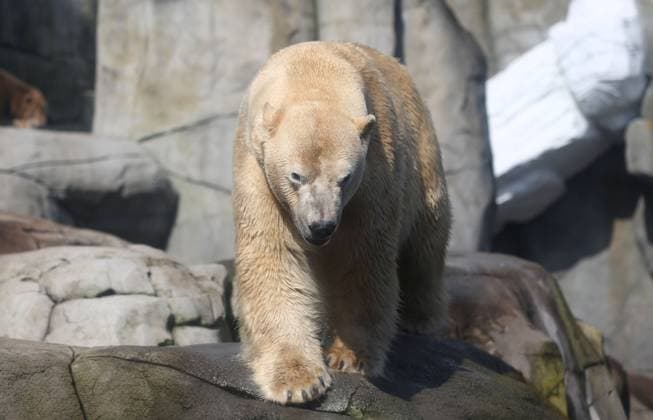 15 03 2026, xcex, GER, Hamburg, Stellingen, zoo, culture, animals, species protection, offspring, spring awakening at Hagenbeck Zoo, new polar bear in the Arctic Ocean, polar bear Rasputin has moved from Aalborg Denmark to Hamburg as part of the European Endangered Species Programme EEP CE