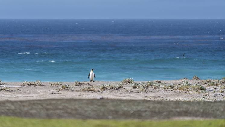 Königspinguin (Aptenodytes patagonicus), Einzeltier, läuft über Sanddüne mit spärlicher Vegetation, im Hintergrund der Südatlantik, Volunteer Point, Falklandinseln King penguin (Aptenodytes patagonicus), lone animal, walking over sand dune with sparse vegetation, South Atlantic Ocean in the background, Volunteer Point, Falkland Islands Copyright: imageBROKER StefanxNehls ibxpoj17409960.jpg