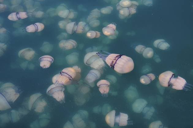 Quallen, Lungenqualle, Rhizostoma pulmo, Triest, Friaul-Julisch Venetien, Italien Jellyfish, lung jellyfish, Rhizostoma pulmo, Trieste, Friuli-Venezia Giulia, Italy Copyright: imageBROKER JirixHubatka ibllid17756643.jpg