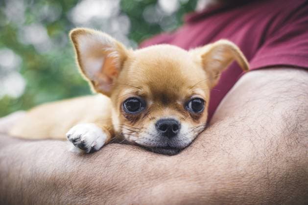 Kleiner hellbrauner Chihuahua Welpe, der in den Armen einer Person ruht, ruhig und geborgen aussieht, Konzept von Liebe, Fürsorge, Kameradschaft, Tieradoption und Mensch Tier Bindung Small tan Chihuahua puppy resting in a person s arms, looking calm and secure, concept of love, care, companionship, pet adoption, and human-animal bond Copyright: imageBROKER EvgeniiaxGordeeva ibxiqx18667049.jpg ,model released, Symbolfoto ,property released