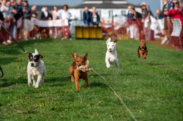 September 27, 2026, Epsom, Surrey, United Kingdom: Terriers seen competing in the 2026 Terrier Derby held at Epsom Racecourse in Surrey. Terriers competed in the annual Terrier Derby held at Epsom Racecourse, Surrey, an event first held in 2003 as a side attraction to Epsom Trainers Day. More than 70 dogs took part in heats, quarter-finals and semi-finals before the grand finale, chasing a mechanically towed lure along a racetrack. The event was inspired by Jack Russell terrier Smudge and raises money for charity, with spectators also attending a dog show, raffle, trade stalls and other attractions. Epsom United Kingdom - ZUMAs197 20260927_aaa_s197_062 Copyright: xJamesxWilloughbyx