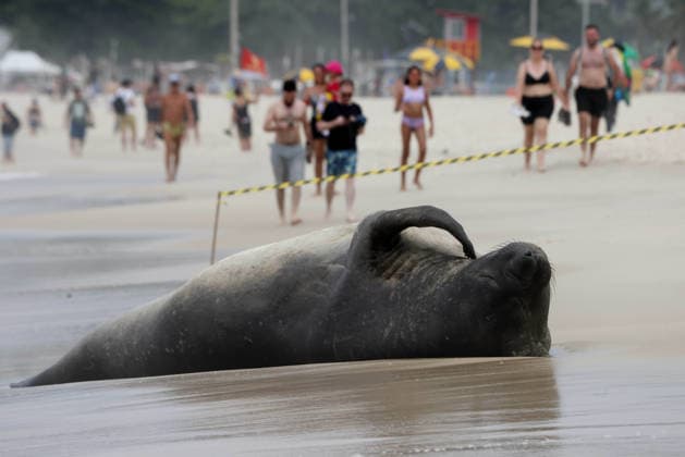 October 6, 2026, Rio De Janeiro, Rio De Janeiro, Brazil: A young southern elephant seal (Mirounga leonina) rests on Copacabana Beach in Rio de Janeiro, Brazil, on October 6, 2026. The unusual visitor has drawn attention along the coast in recent days after being seen in So£o Conrado, across Guanabara Bay in IcaraoÂ, Nitero³i, and now Copacabana. The young animal, which normally inhabits colder waters of the Southern Hemisphere, has attracted curious bathers and beachgoers at each stop. Experts advise people to observe the animal from a safe distance and not approach, touch, feed or attempt to return it to the water. One possibility raised by experts is that the seal traveled north from southern South America, potentially from the regi - ZUMAk251 20261006_znp_k251_010 Copyright: xBobxKarpx